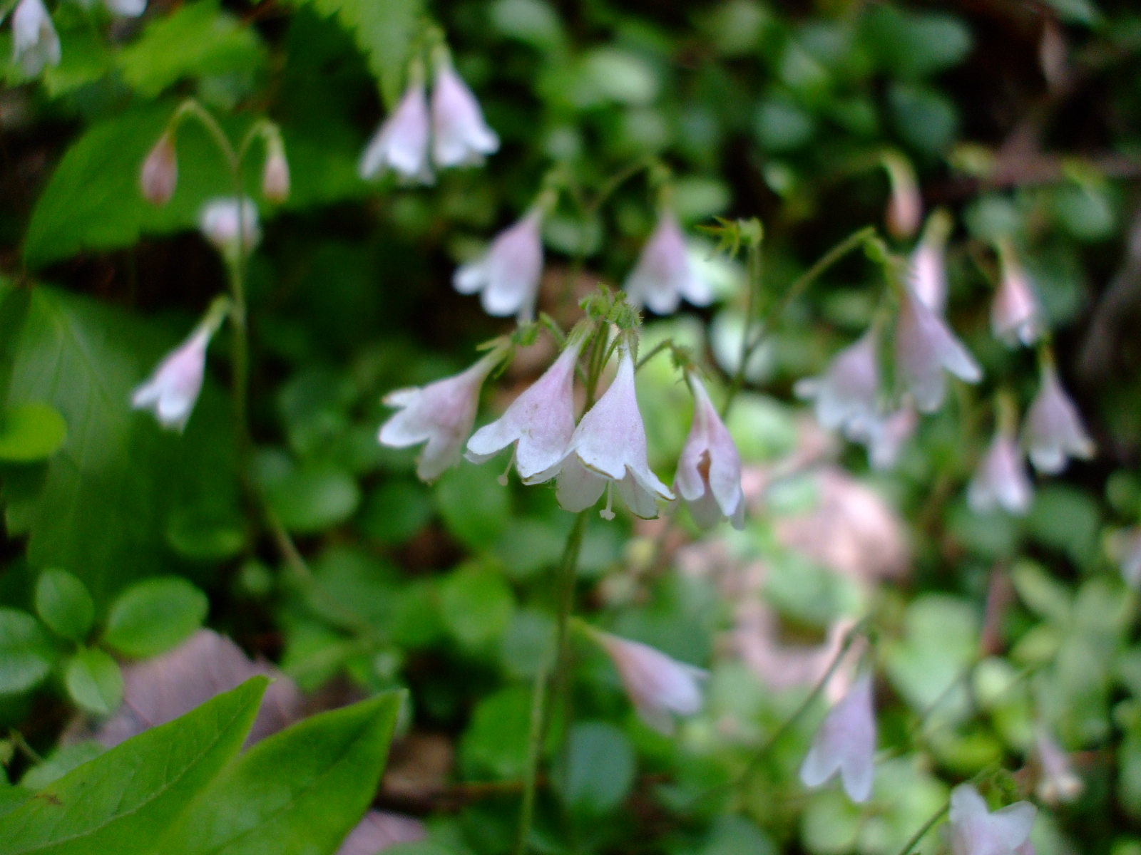 Linnaea borealis